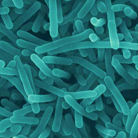 Listeriozė - listerijos bakterija